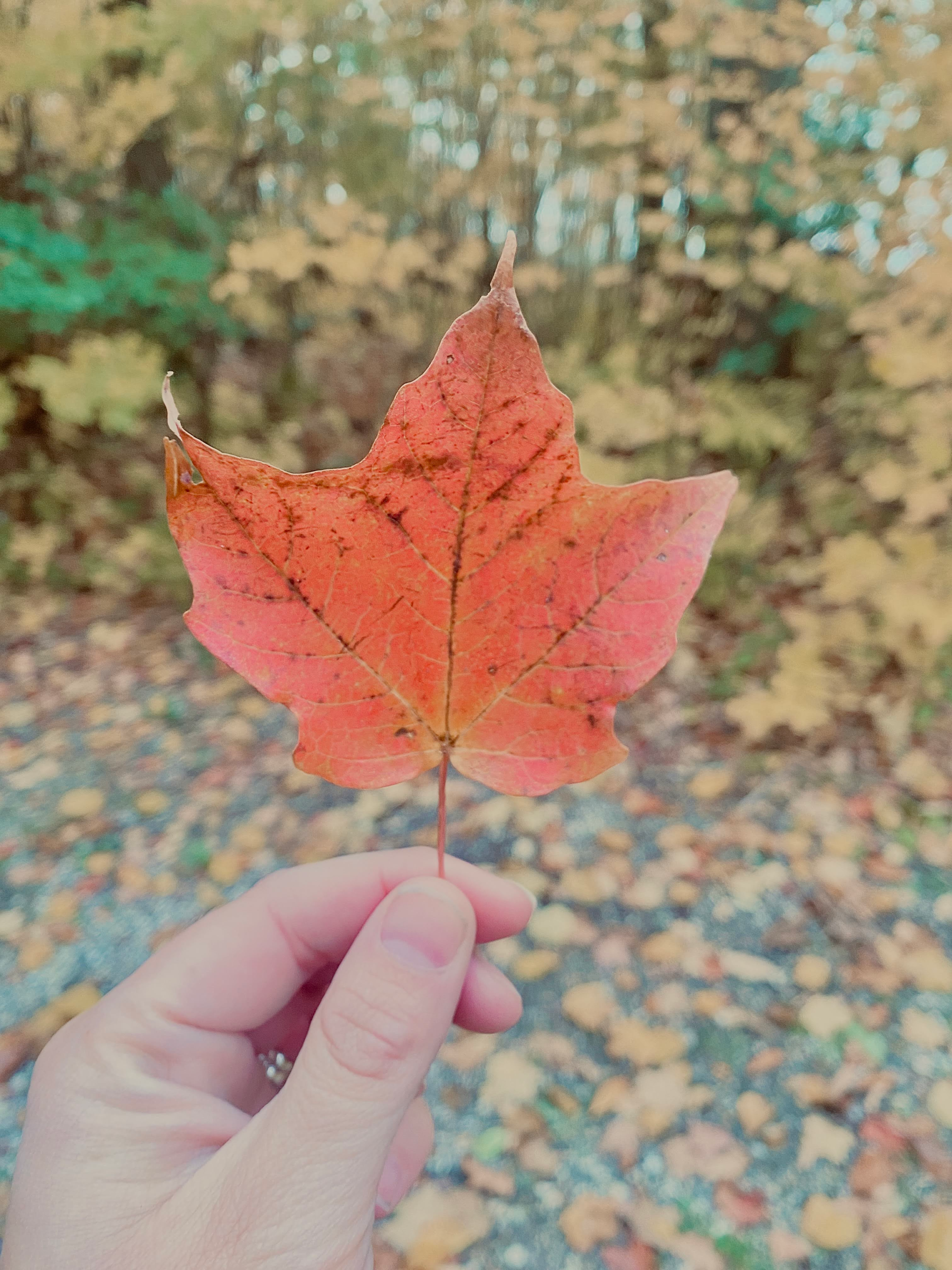 Finding Joy: Seeing the World Through My Child’s Eyes